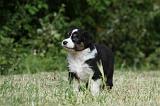 BERGER AUSTRALIEN PUPPIES 322